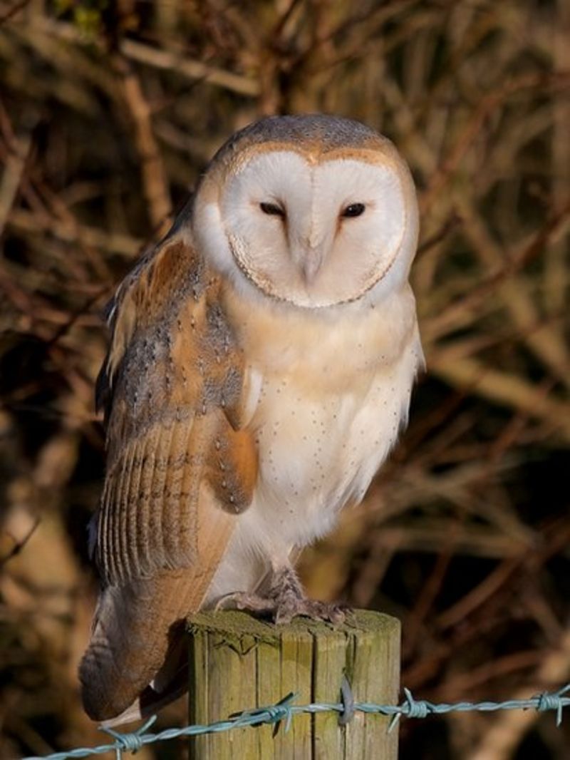 Barn Owls Isle Of Man Webcam To Monitor Population Bbc News