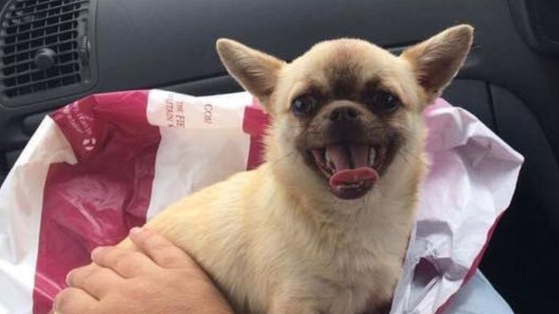Stolen cavapoo Olive reunited with owners after campaign - BBC News