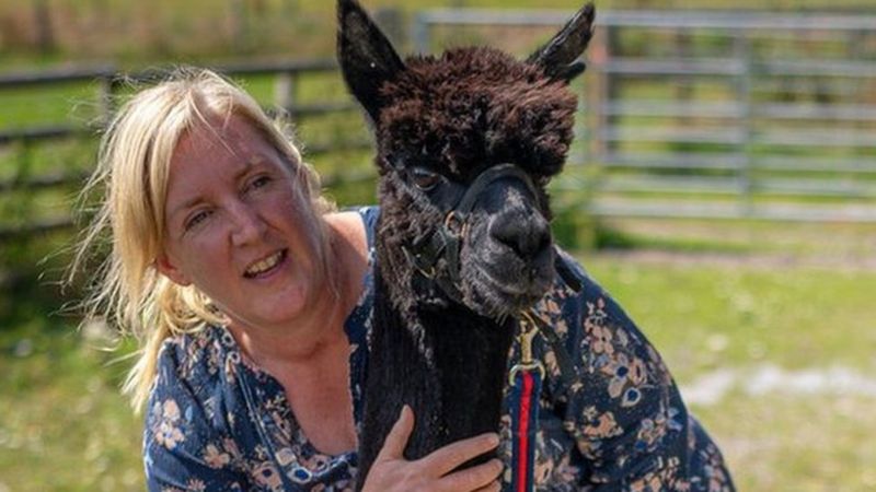 Geronimo the alpaca: Tests unable to confirm bTB - BBC News