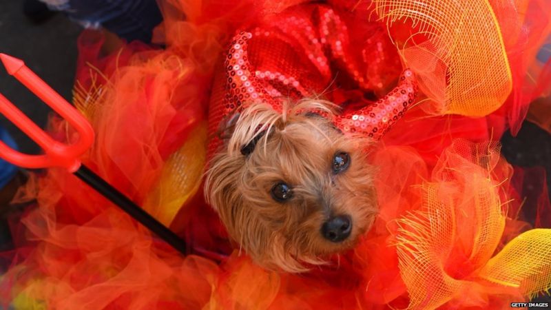 Can I dress my pets up for Halloween? Charities' latest advice - BBC ...