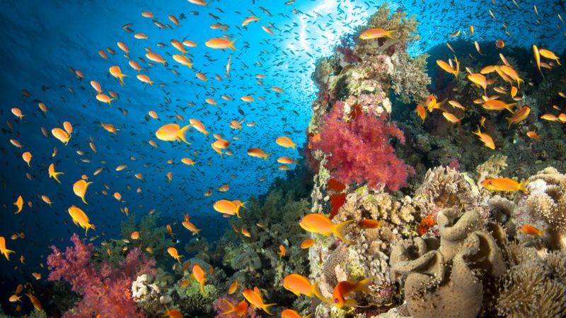 Фото подводного мира морей и океанов