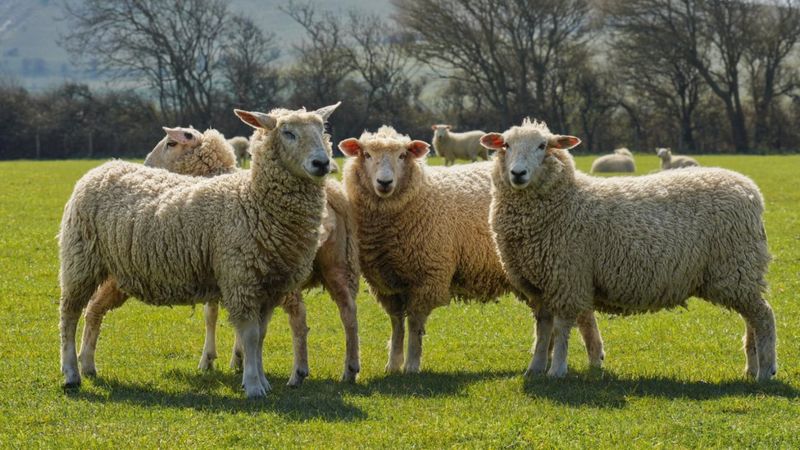 MPs back plans to tackle dog attacks on livestock - BBC News