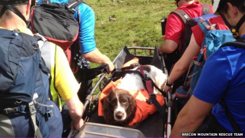 Spaniel rescued following 600ft fall off Pen y Fan BBC News
