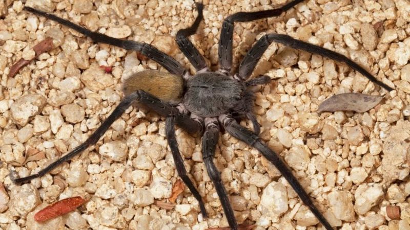 Massive new spider with red fangs discovered in caves in Mexico - BBC ...