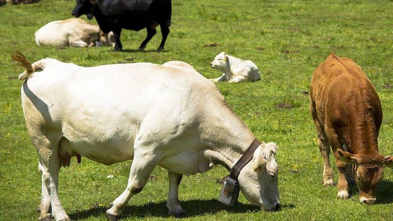 Bluetongue More Cases Identified Near Cantley In Norfolk BBC News   3ce8ca30 9fff 11ee A438 73a77be80df8 