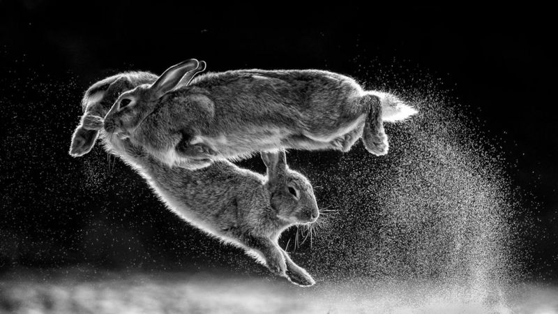 Nature Photographer Of The Year 2019 Amazing Winning