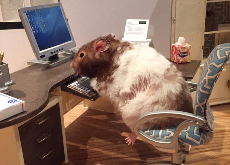 Bake Off set recreated for hamsters by pet owner BBC News