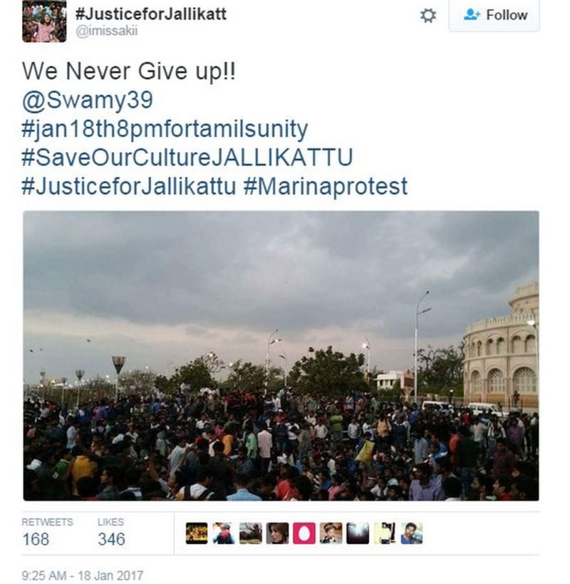 Jallikattu Thousands Protest At India Bullfighting Ban Bbc News