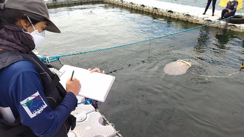 Tracking Tico: Manatee Rescued After Frantic Search - BBC News