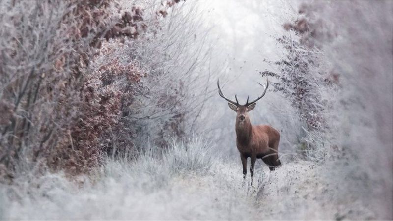 Faktafakta mengejutkan tentang salju mengapa bentuknya