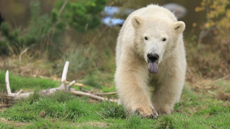 History-making polar bear cub Hamish turns one - BBC News