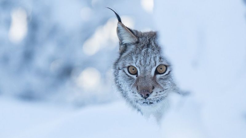 MSPs to discuss proposals for return of lynx to Scotland - BBC News