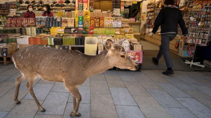 Deer-shown-in-shopping-street.