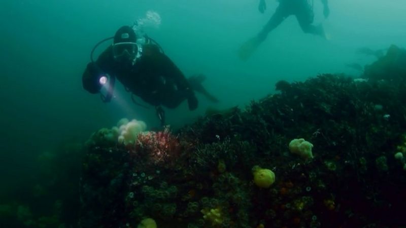 Coastal zones: UK's protected 'blue belt' expanded - BBC News