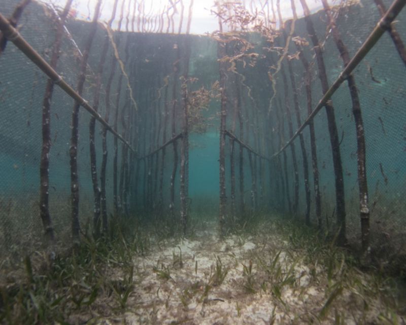 Fishing 'best argument for seagrass conservation' BBC News