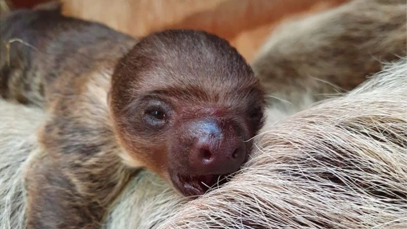 A Rare Baby Sloth Has Been Born At Dudley Zoo! - Bbc Newsround