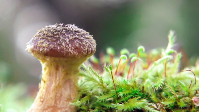 El hongo subterráneo de 2.500 años que es más grande que 100 canchas de