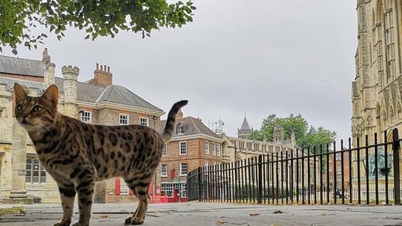 York Minster Bells Rung for Cathedral Cat