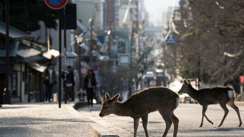 Deer-in-street