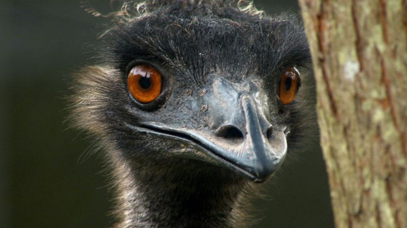 Emu on the loose after Ecclefechan care home escape - BBC News