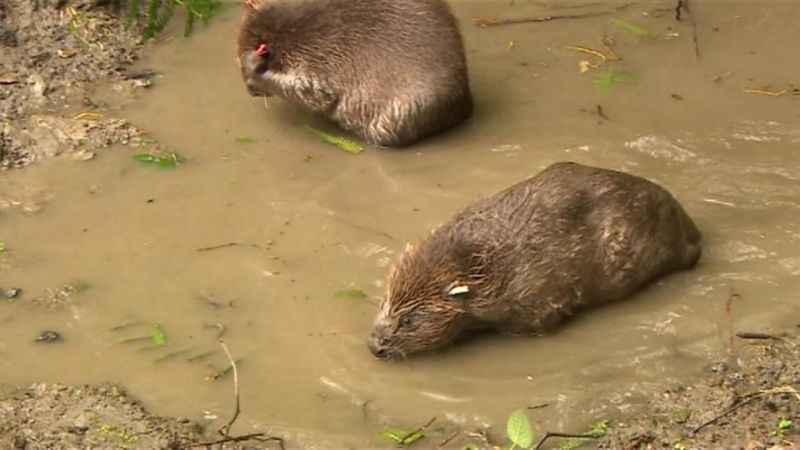 Beavers Reintroduced In Essex To Help Cut Flooding Bbc News