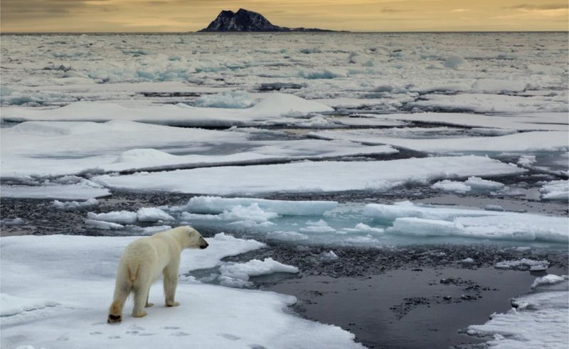 Polar Bears Travel Further As Arctic Sea Ice Drifts Bbc News 8905