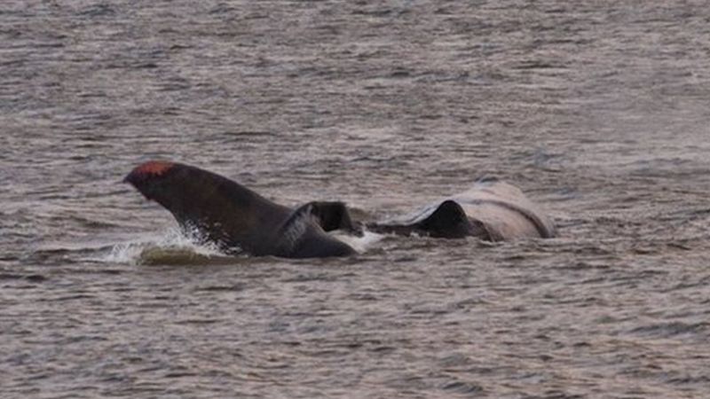 Sperm Whales Beached In Skegness Following Hunstanton Death Bbc News