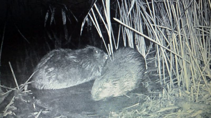 Nottinghamshire New Beavers Born After Reintroduction Bbc News