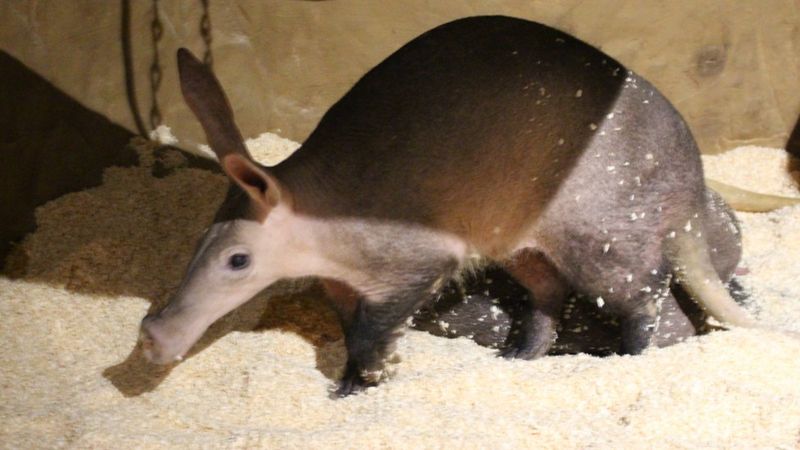 Colchester Zoo: Europe's Oldest Aardvark Dies - BBC News