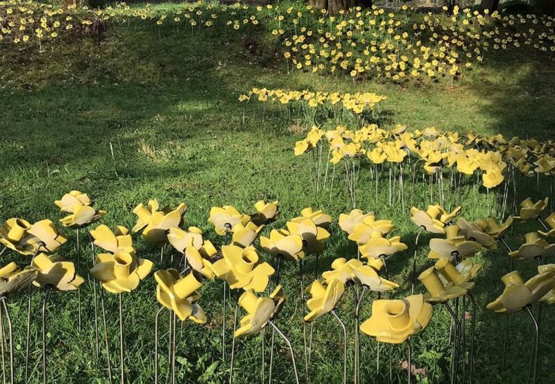 Lowther Castle 15,000 ceramic daffodils installation open BBC News
