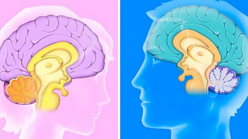 ¿Es Tu Cerebro Masculino O Femenino? - BBC News Mundo