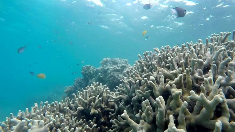 Great Barrier Reef suffered worst bleaching on record in 2016, report ...