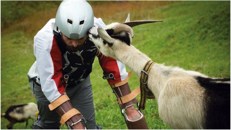 Ig Nobel Win For Alpine 'goat Man' - BBC News