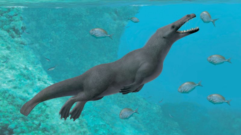 ilustração de Peregocetus pacificus