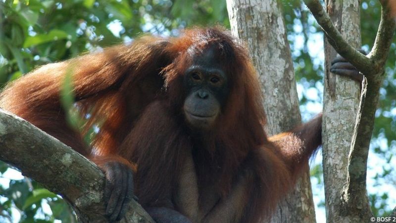 Prostitute Orangutan Dem Shave Her Hair Wear Her Makeup Come Force