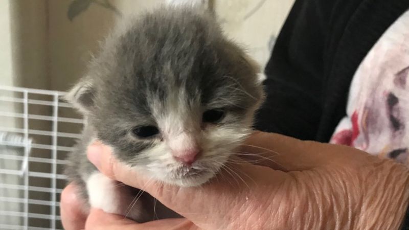 Kittens Dumped In Wetherspoons Toilets In Lincoln To Be Re-homed - Bbc News