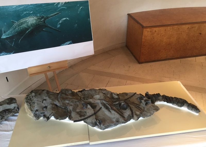 Skye's Storr Lochs Monster fossil unveiled in Edinburgh BBC News