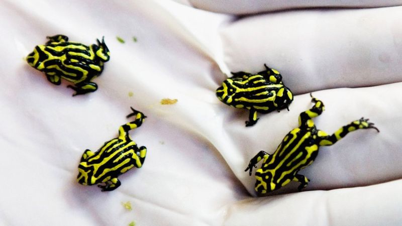 Origins Of Amphibian killing Fungus Uncovered BBC News origins-of-amphibian-killing-fungus-uncovered-bbc-news