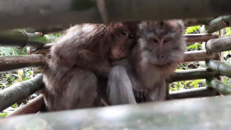 Puluhan Monyet 'merusak' Rumah Warga Di Lembang, Bandung: 'Jangan ...