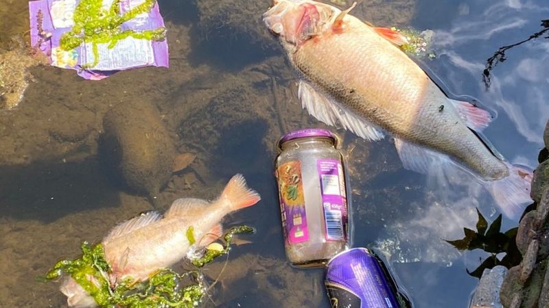 Thousands of fish suffocate in Leicester city centre river - BBC News