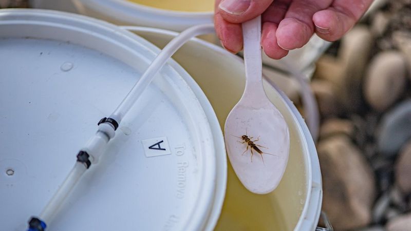 Conservation: Lifeline for endangered insect feared extinct - BBC News