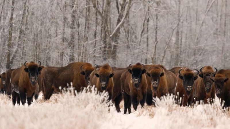 Extinction: Conservation success set against 31 lost species - BBC News