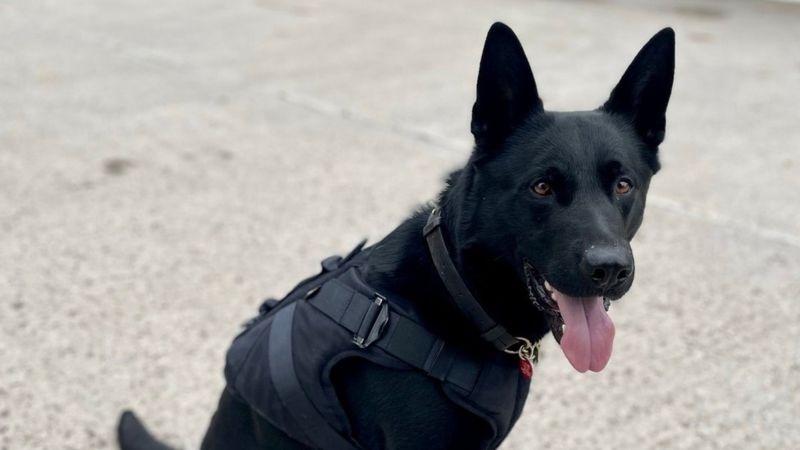 Wiltshire Police Dogs To Wear Body Armour - Bbc News