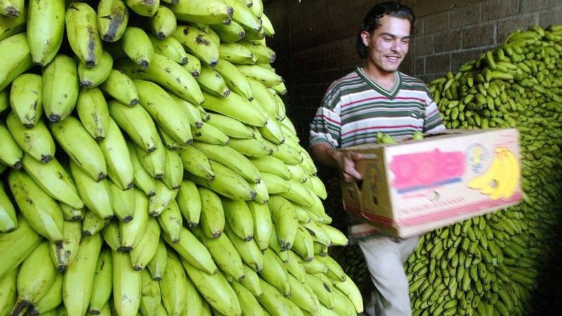 ¿cómo Se Convirtió Honduras En La República Bananera Por Excelencia
