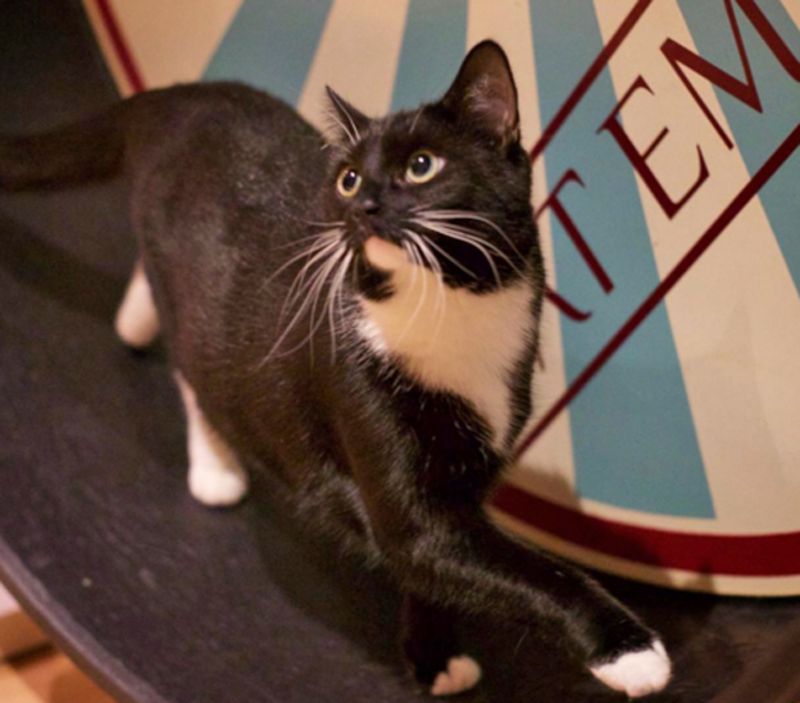 Are cat cafes good for cats? BBC News