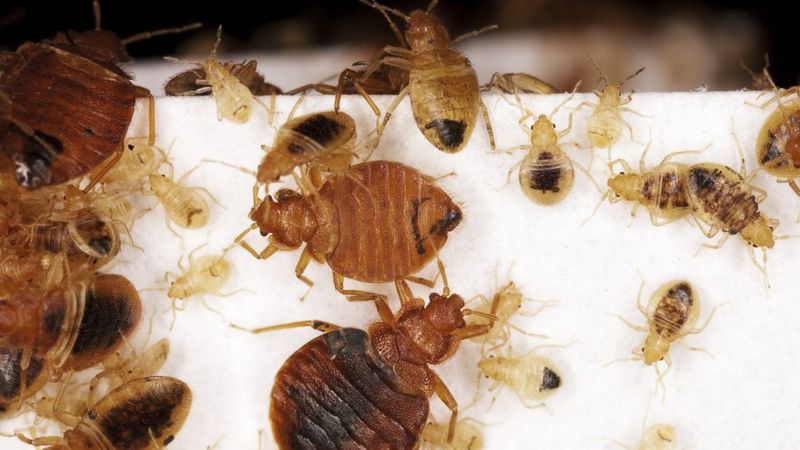 Bed Bugs Repulsed By Certain Colours Bbc News