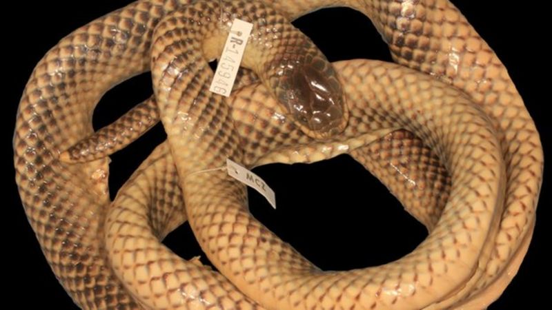 Snake Handler Discovers Highly Venomous New Species In A Jar - Bbc News