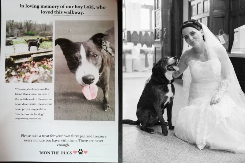 Tennis ball memorial tribute to dog goes viral BBC News