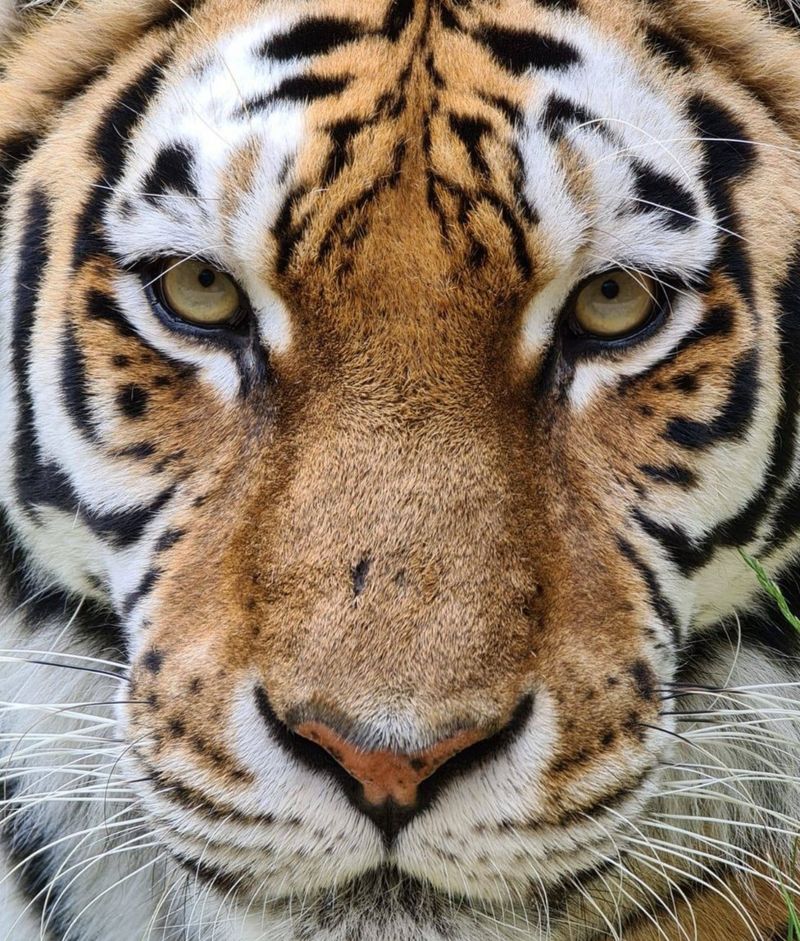 Paradise Wildlife Park in Broxbourne to Hertfordshire Zoo BBC News