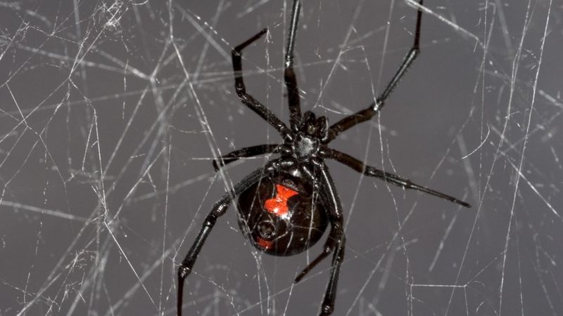 Black widow spider web gives up DNA secrets - BBC News